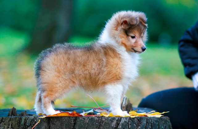 Perro Pastor De Shetland Caracter Sticas Y Temperamento