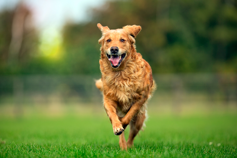 perro con alta actividad fisica necesita un pienso con gran aporte energetico