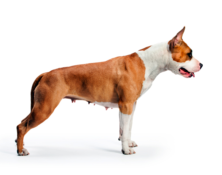 American-Staffordshire-Terrier-de-cuerpo-completo