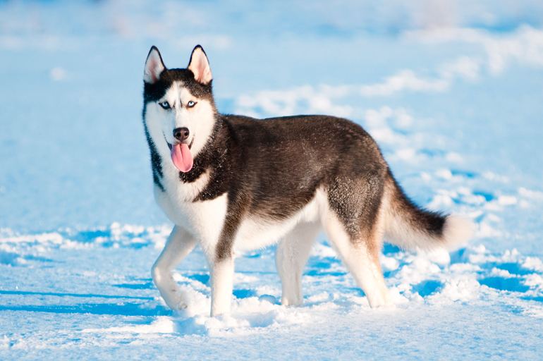 Siberian husky best sale y alaskan malamute