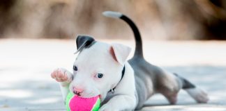 cachorro de perro pitbull jugando con una pelota