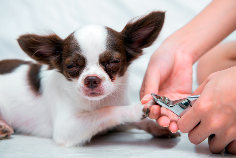ensillar Teoría establecida Retocar Cómo cortar las uñas de un perro correctamente