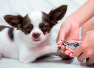 cortando uñas a un perro