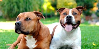 dos American Staffordshire Terrier tumbados