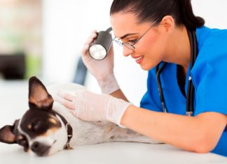 veterinaria examinando piel de perro