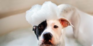 bañando-a-un-perro