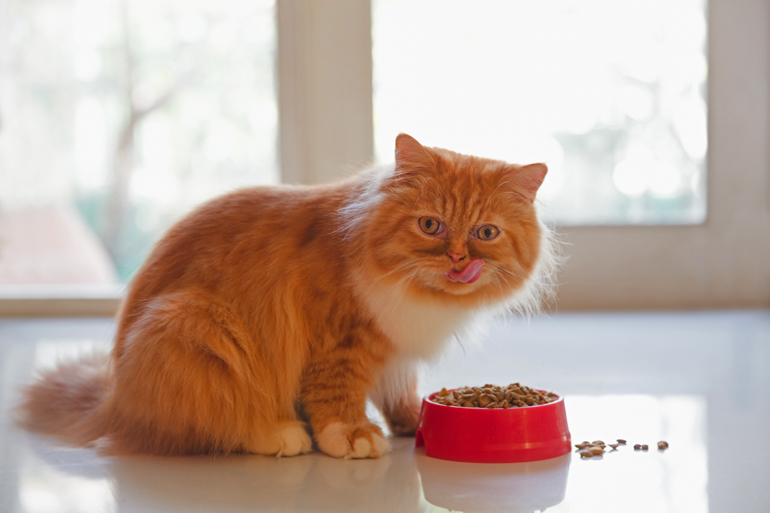 Gato-persa-comiendo