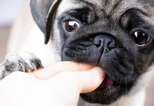 cachorro de perro pug comiendo