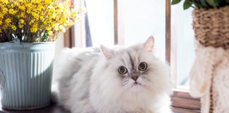 carácter del gato persa hogareño