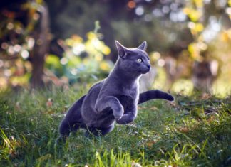 gato azul ruso corriendo mientras casa