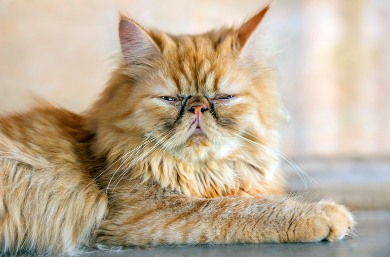 gato-persa-recién-despertado