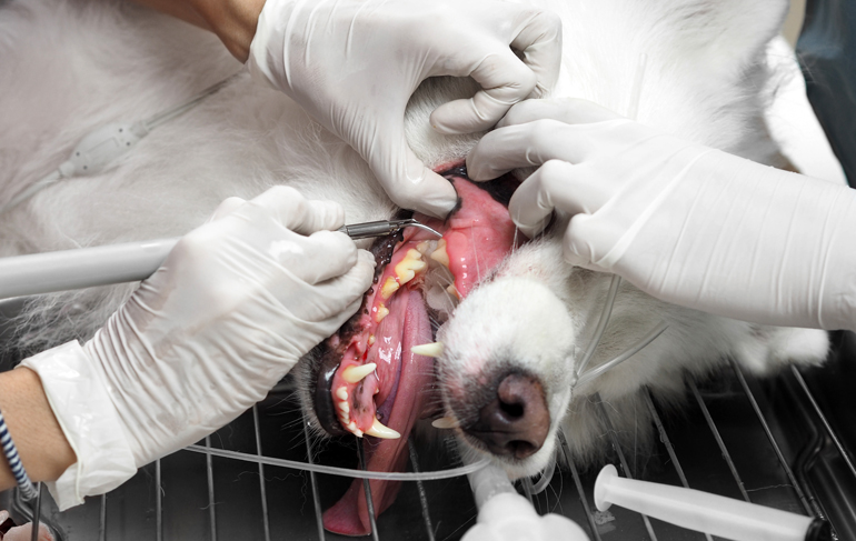 limpieza-dental-a-un-perro-en-una-clínica-veterinaria