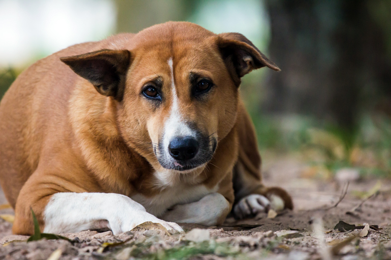 Hipotiroidismo canino - Origen, síntomas y tratamientos