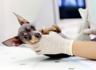 perro con parásitos intestinales en clínica veterinaria