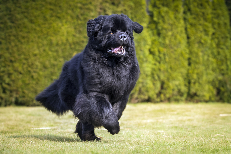 perro-gigante-corriendo-y-forzando-sus-articulaciones