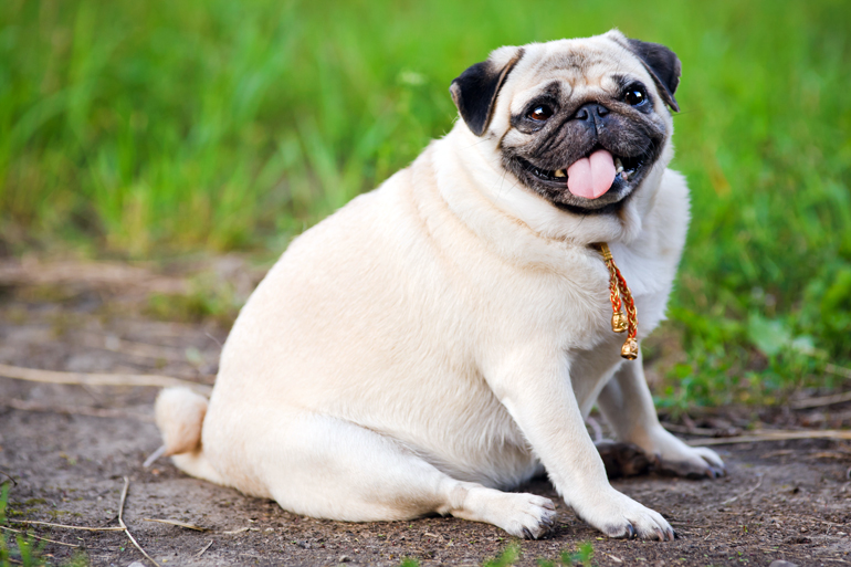 Hipotiroidismo canino - Origen, síntomas y tratamientos