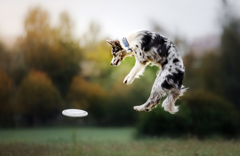 perro-saltando-mientras-juega-al-disco