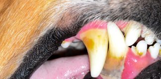 primeros síntomas de la formación de sarro en la boca de un perro