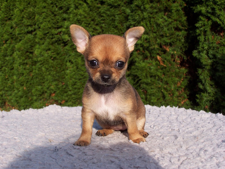 Chihuahua-cachorro