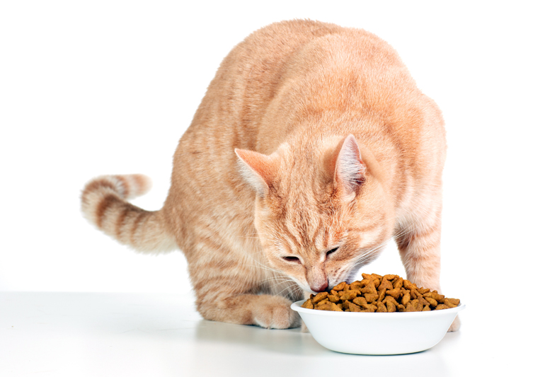 Gato-atigrado-naranja-comiendo