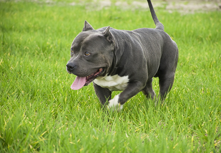 American Bully Caracteristicas Y Cuidados Recomendados