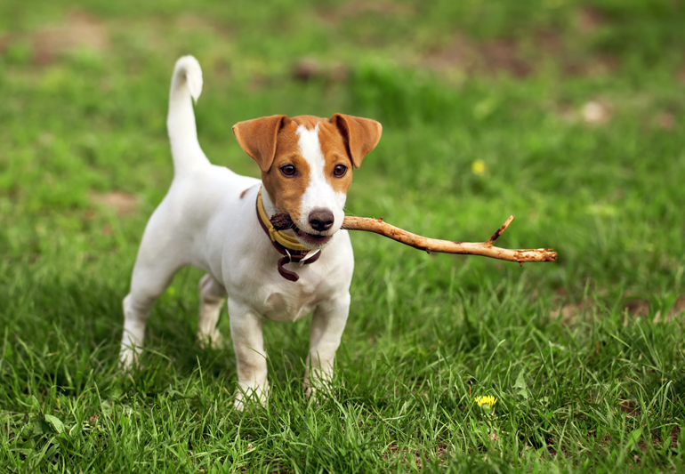cachorros-de-jack-russell-jugando con un palo
