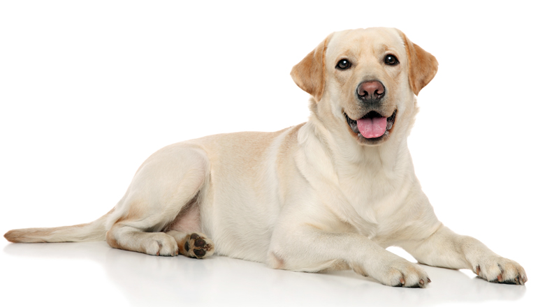 Labrador Retriever Características