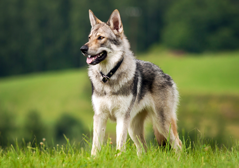 cualidades-del-perro-lobo-Checoslovaco