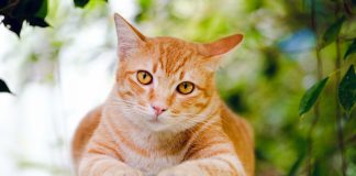 gato de color naranja atigrado