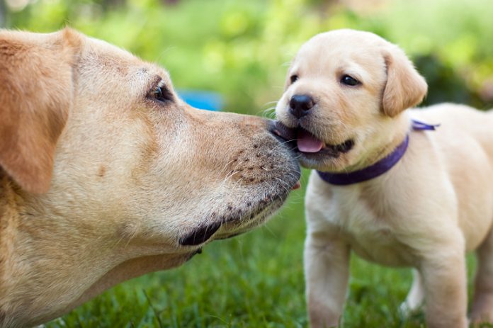 El Labrador Retriever - Características Y Temperamento