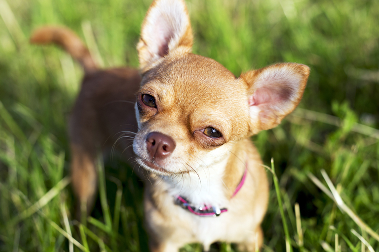 Pocos carga Espolvorear El perro Chihuahua, pequeño pero valiente