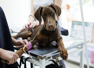 perro con fluidoterapia