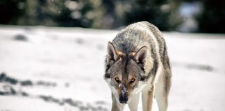 perro lobo checoslovaco en la nieve
