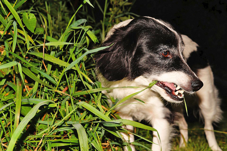 perro-pastor-comiendo-hierba