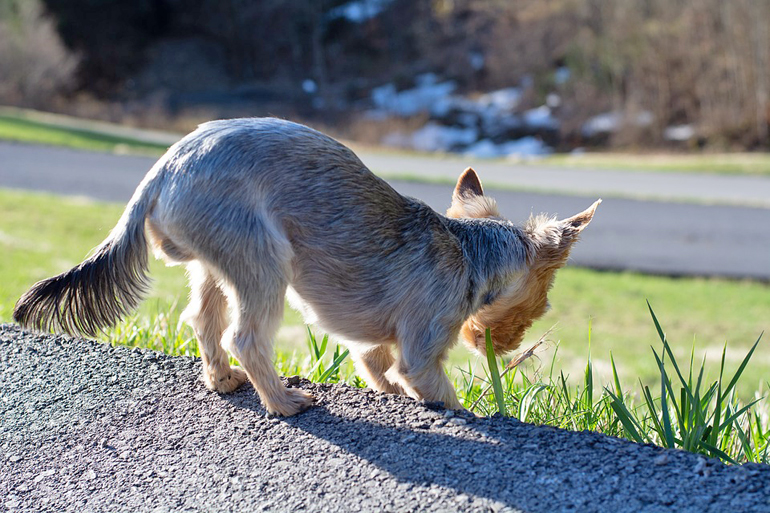perro-pequeño-comiendo-hierba