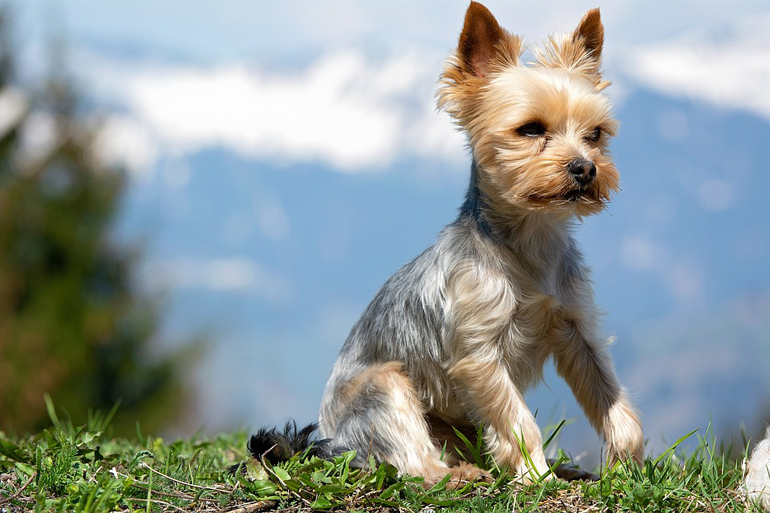 jueves Feudal Gorrión Top 7 razas de perros Mini - Toy