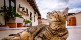 gato tumbado en la calle