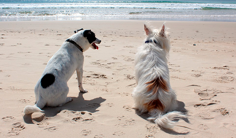pareja-de-perros-disfrutando-de-la-playa