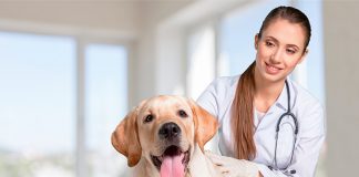 perro con cáncer en consulta veterinaria