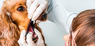 perro con laringitis en consulta veterinaria