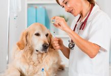 perro enfermeo en el veterinario