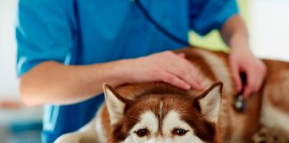 perro tratandose para la hepatitis en veterinaria