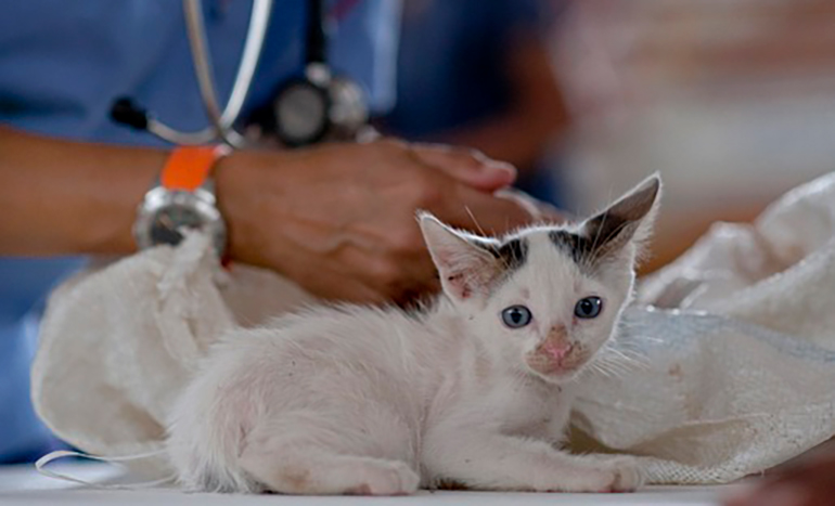 vacunación-de-gatos