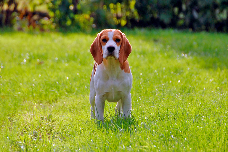 beagle-adulto-en-el-jardín