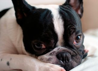 bulldog-francés-descansando-en-su-cama
