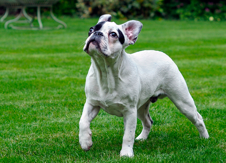 bulldog-francés-en-el-jardín