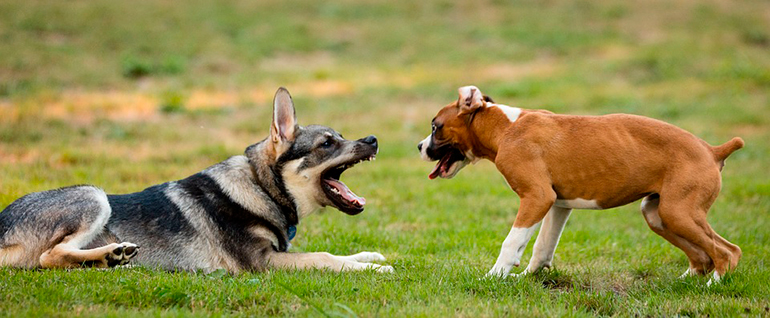 cachorro-de-pastor-alemán-sable-jugando-con-cachorro-de-boxer