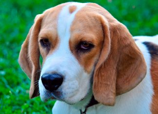 cara de un perro beagle