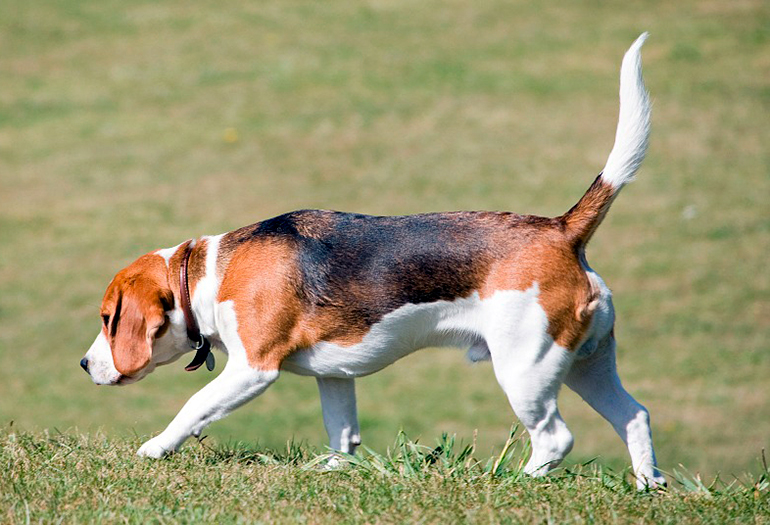 perro-beagle-rastrando