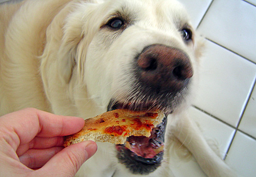 dar pizza a perro